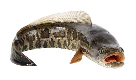 Snakehead Fish: Invasively Beautiful Fish - Fish Laboratory