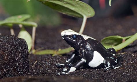 What Does the Poison Dart Frog Eat? - AMPHIPEDIA