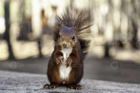 Feeding a squirrel 8921039 Stock Photo at Vecteezy