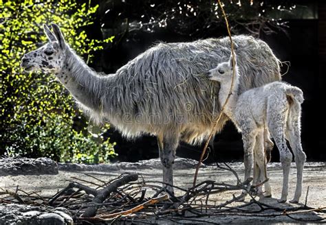 Llama and her kid 1 stock photo. Image of white, nature - 144411690