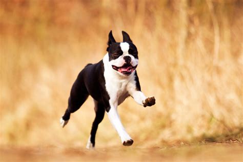 Boston Terrier Training Method, Session and Schedule