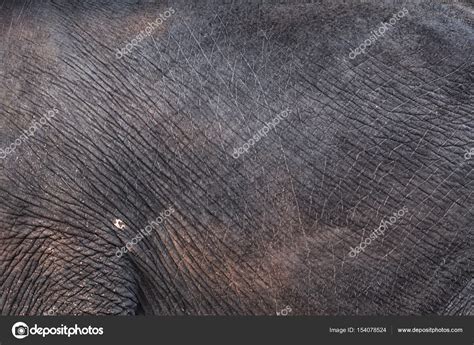 Elephant skin close up Stock Photo by ©Avesun 154078524