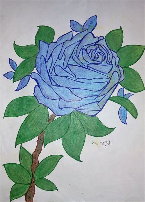 Dibujo. Rosa azul.