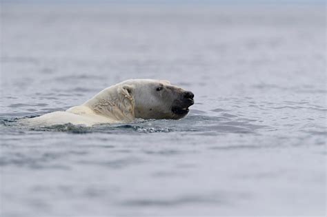 Why Polar Bears Love To Swim - Arctic Kingdom