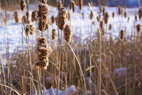 Cattails in Winter Photograph by The Sangsters - Pixels