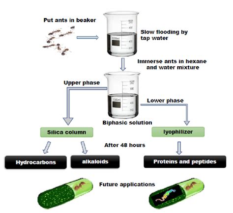 Schematic representation of the step-by-step isolation of the venom ...