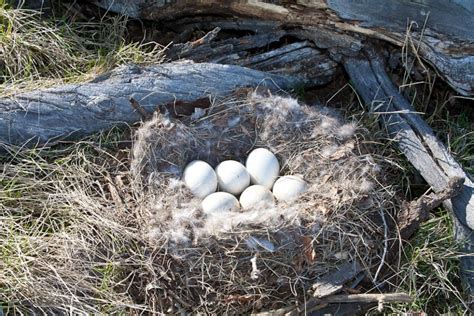 Goose Eggs | Cindy Goeddel Photography, LLC