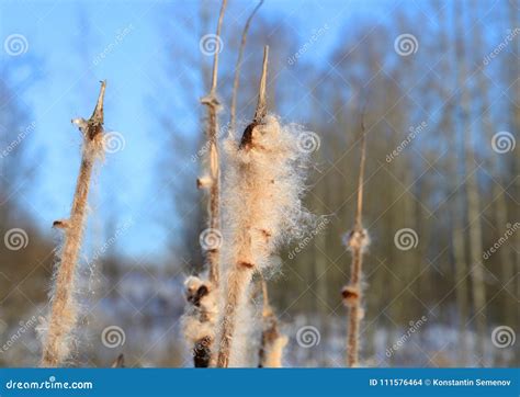 Cattails in winter. stock photo. Image of cattail, natural - 111576464