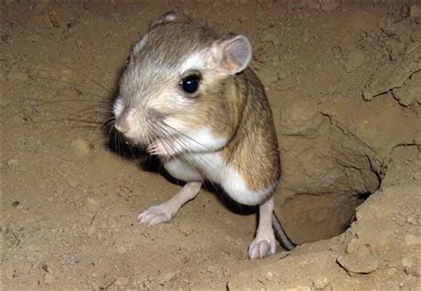 Kangaroo Rat– Facts, Size, Habitat, Pictures