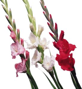 Gladiolus Clip Arts - Download free Gladiolus PNG Arts files.