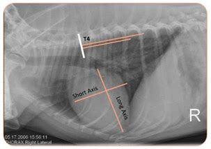 Heart Murmur In Dogs - My Vet Animal Hospital