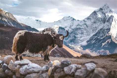 Premium Photo | Yak is standing in himalayas mountain