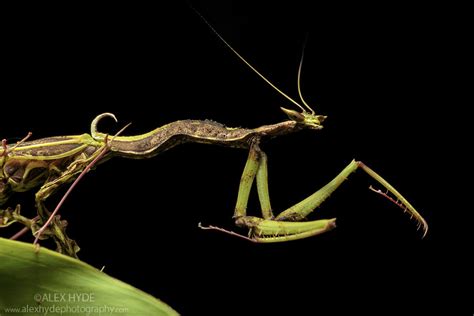 Dragon Mantis (Toxodera beieri) | Alex Hyde | Amazing animal pictures ...