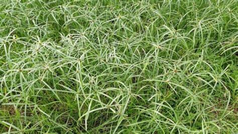 Nutgrass Nut Grass or Purple Nut Sedge in Lawns and Garden ...