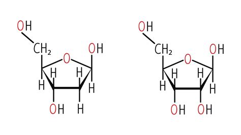 DNA和RNA - 5关键差异和比较|技术网络188金宝搏备用 - 188bet金宝搏手机网页,188金宝搏备用