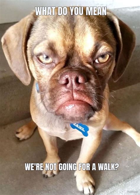 10+ Angry Dog Meme That Hilarious | Page 2 of 3 | PetPress