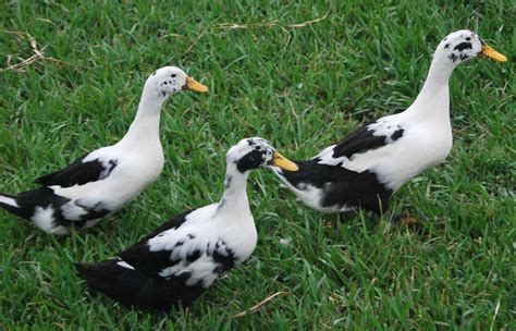 Ancona Ducks | Ancona ducks, Duck breeds, Duck farming