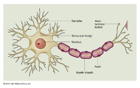 Image result for neuron model | Cell model project, Nervous system ...