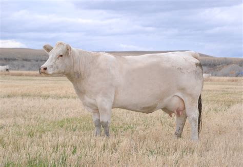 Cattle Images and Videos from Debruycker Charolais