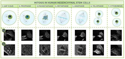 Stages Of Meiosis Microscope