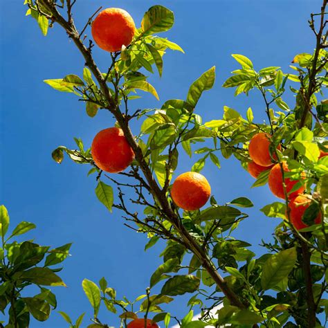 Absolutely, You May Grow Citrus Trees Indoors