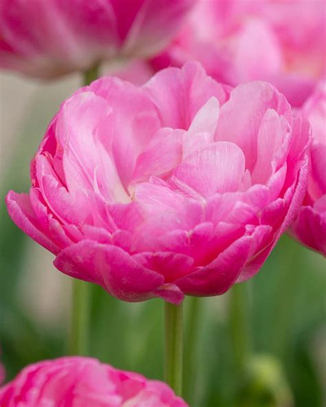 Peony Tulip Bulbs — Buy online at Farmer Gracy UK