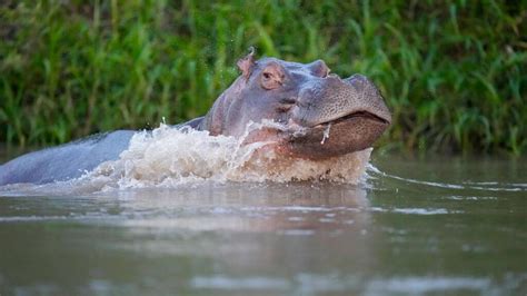 Hippo descended from Pablo Escobar's herd dies after being hit by a car ...