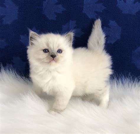 ragdoll kittens for sale las vegas - Jodie Forbes