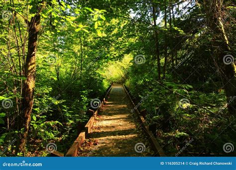 Pacific Northwest Forest Hiking Trail Stock Photo - Image of ground ...