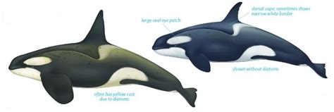 Sea Watch Foundation » Orca Ecotypes….It’s not all black and white!