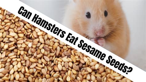 Can Hamsters Eat Sesame Seeds? Let's Find Out!