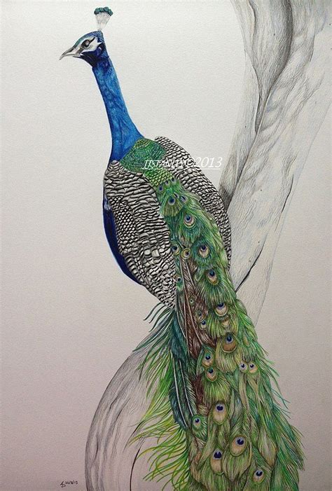 Peacock drawing in coloured pencil by jess Stanley art. Watercolor ...