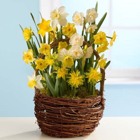 8 Daffodils Arrangements ideas | arrangement, daffodils, flower ...