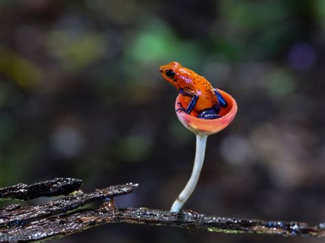 Strawberry Poison Dart Frog: Care Guide & Species Profile - Everything ...