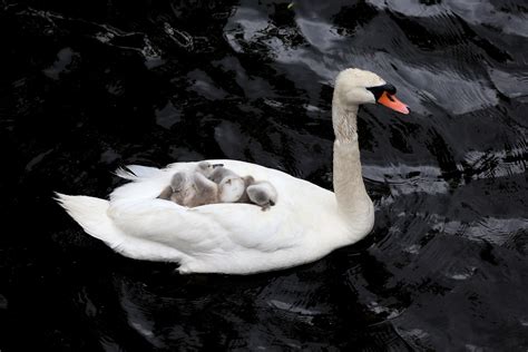 Baby swan dies after being rescued on the Esplanade earlier this month ...