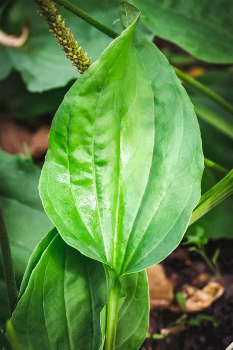 Foraging Plantain: Identification and Uses