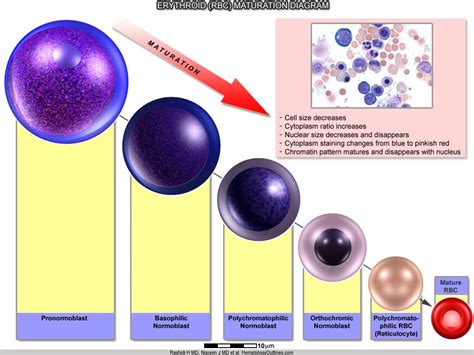 HematologyOutlines - Atlas