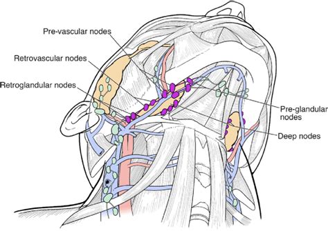 Schematic illustration showing the submandibular nodes and their ...