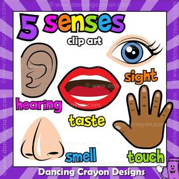 Five Senses Clip Art BUNDLE by Dancing Crayon Designs | TpT