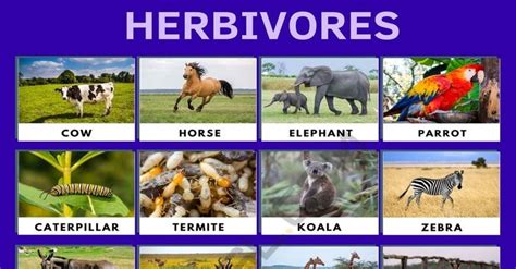 Herbivore: List of Herbivore Animals with Interesting Facts • 7ESL ...