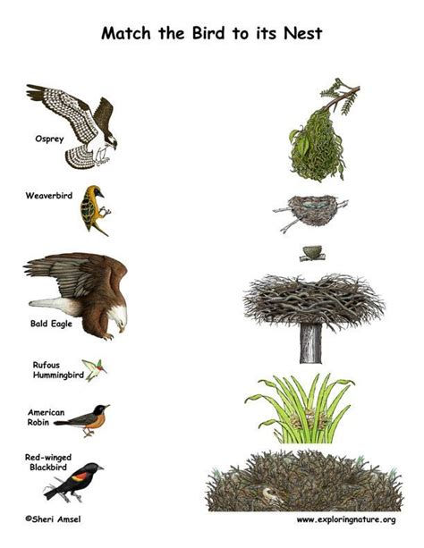 Match the Birds with Their Nests (Color) on Exploringnature.org | Birds ...