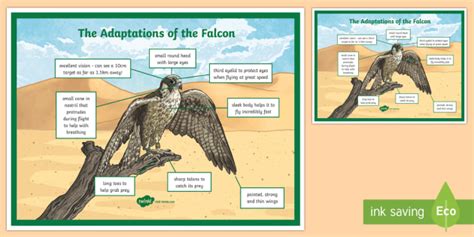 Falcon Adaptation A4 Display Poster (Teacher-Made)