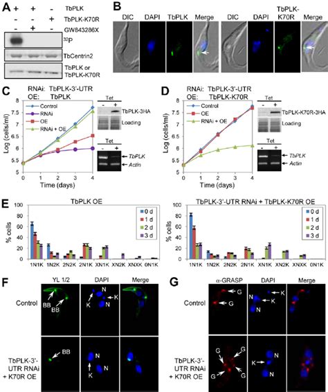 The kinase activity is essential for TbPLK function but not for ...