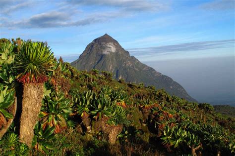 7 Reasons to Visit Volcanoes National Park, Rwanda | Ujuzi African Travel