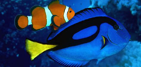 Finding nemo fish types and names - lasvegasrilo