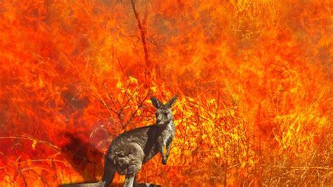 Australian Wildfires Incinerate Over 1 Billion Animals