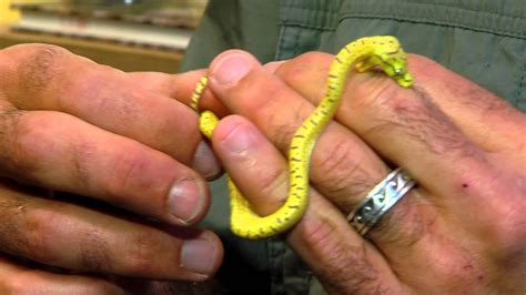 Baby Green Tree Pythons - Cincinnati Zoo - YouTube