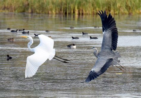 Heron vs Great Egret-Wildlife Sightings (@wildlife_uk) | Twitter ...