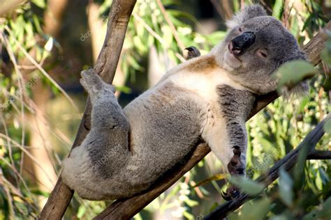 Lazy Koala — Stock Photo © woodstock #8295961