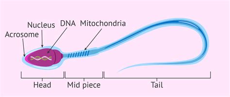 Structure of a mature human sperm cell